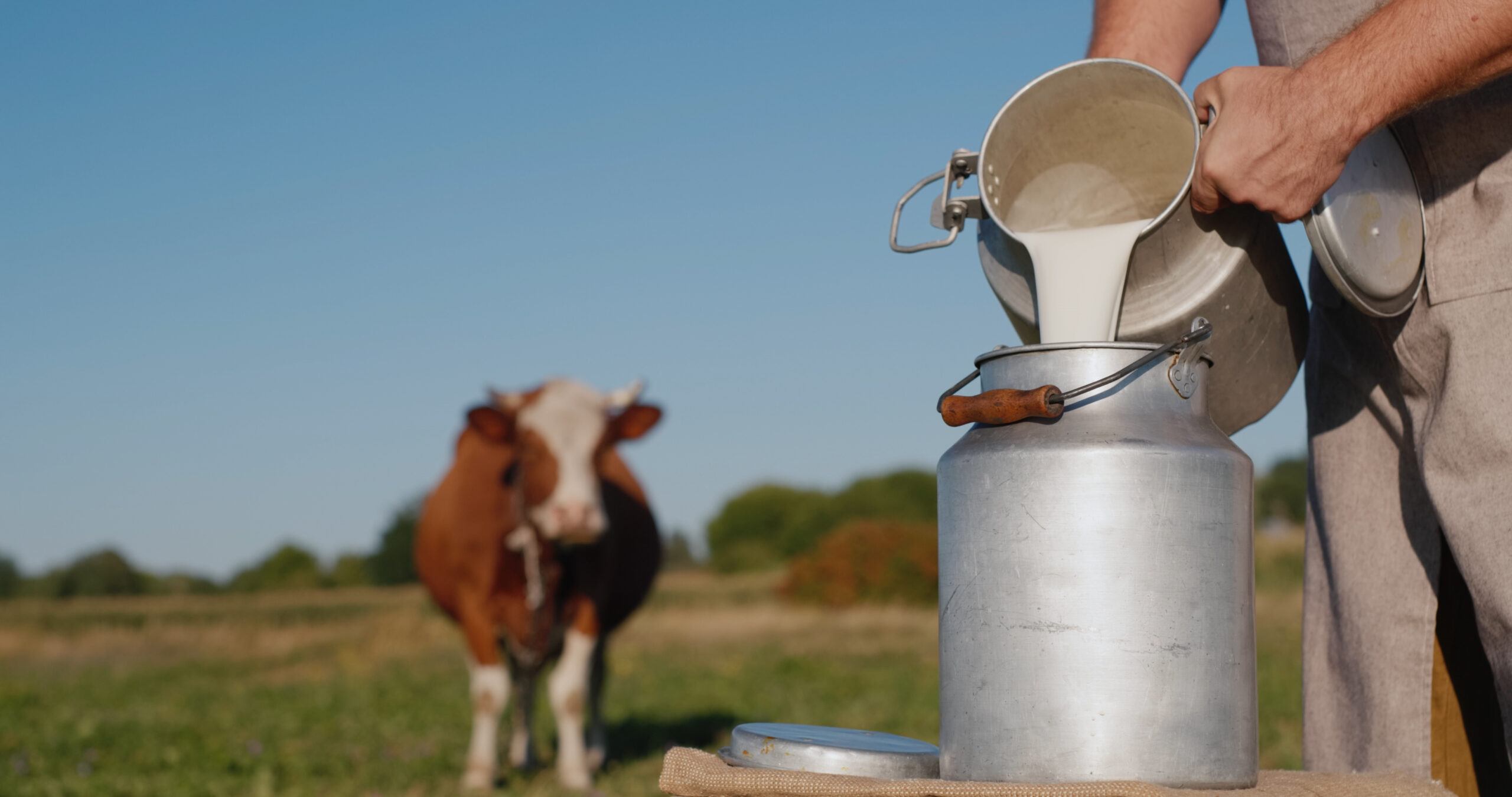 Farmer pours milk into can, in the background of a meadow with a cow.